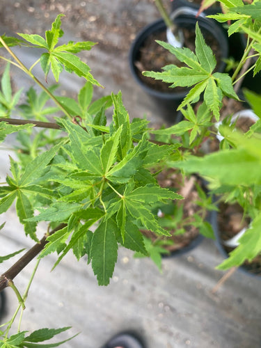 Acer palmatum 'Relish' Variegated Japanese Maple - Maple Ridge Nursery